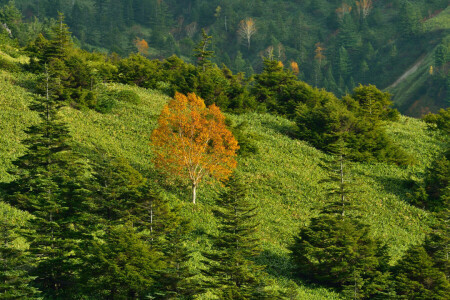 autunno, erba, montagne, pendenza, alberi