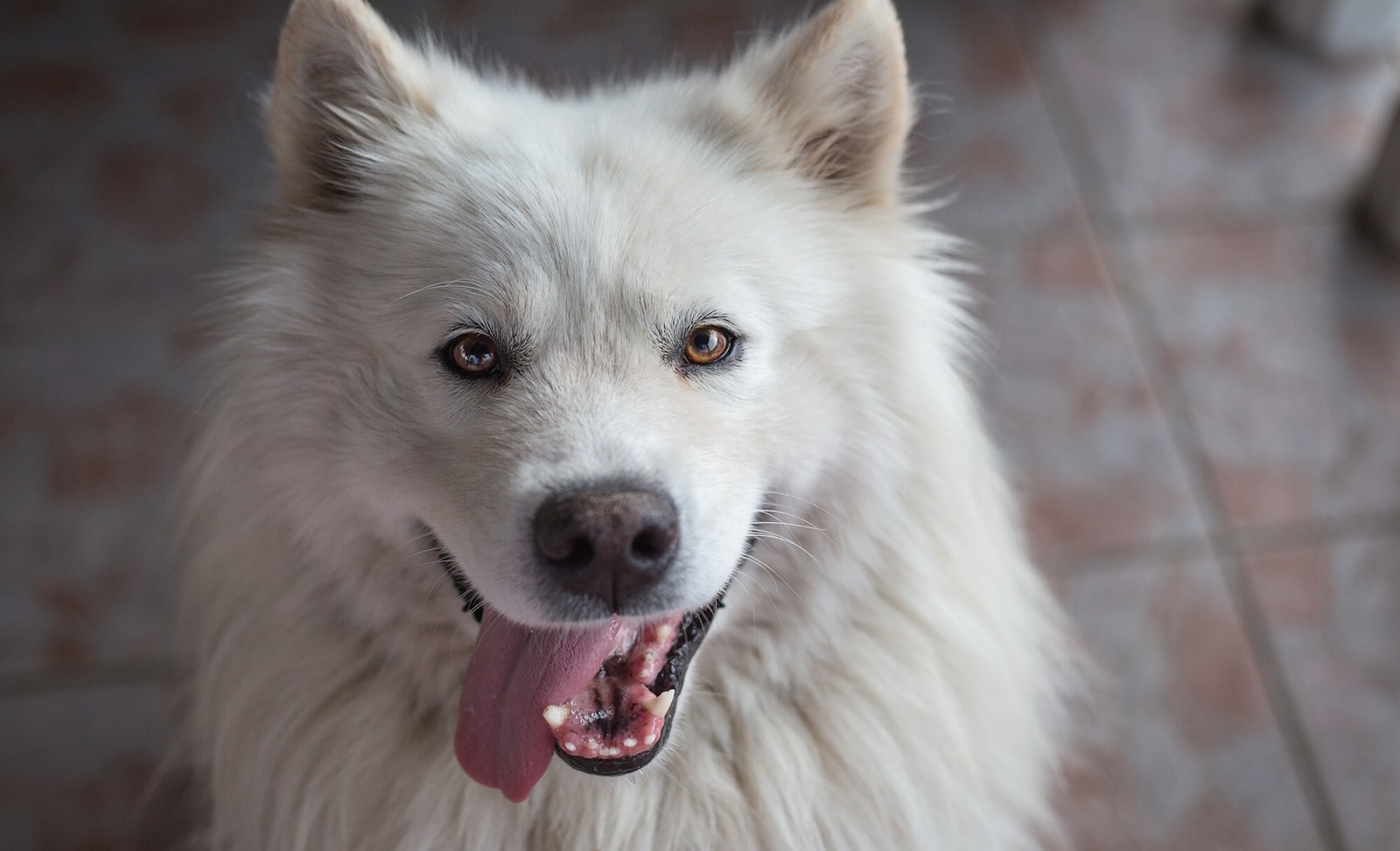 se, hund, ansigt, Sprog, Samojed, Glæde