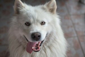 köpek, yüz, Sevinç, dil, bak, Samoyed