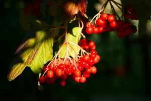 baies, bouquet, Kalina, feuilles