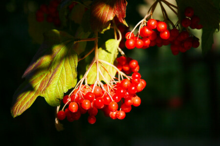 berries, bunch, Kalina, leaves