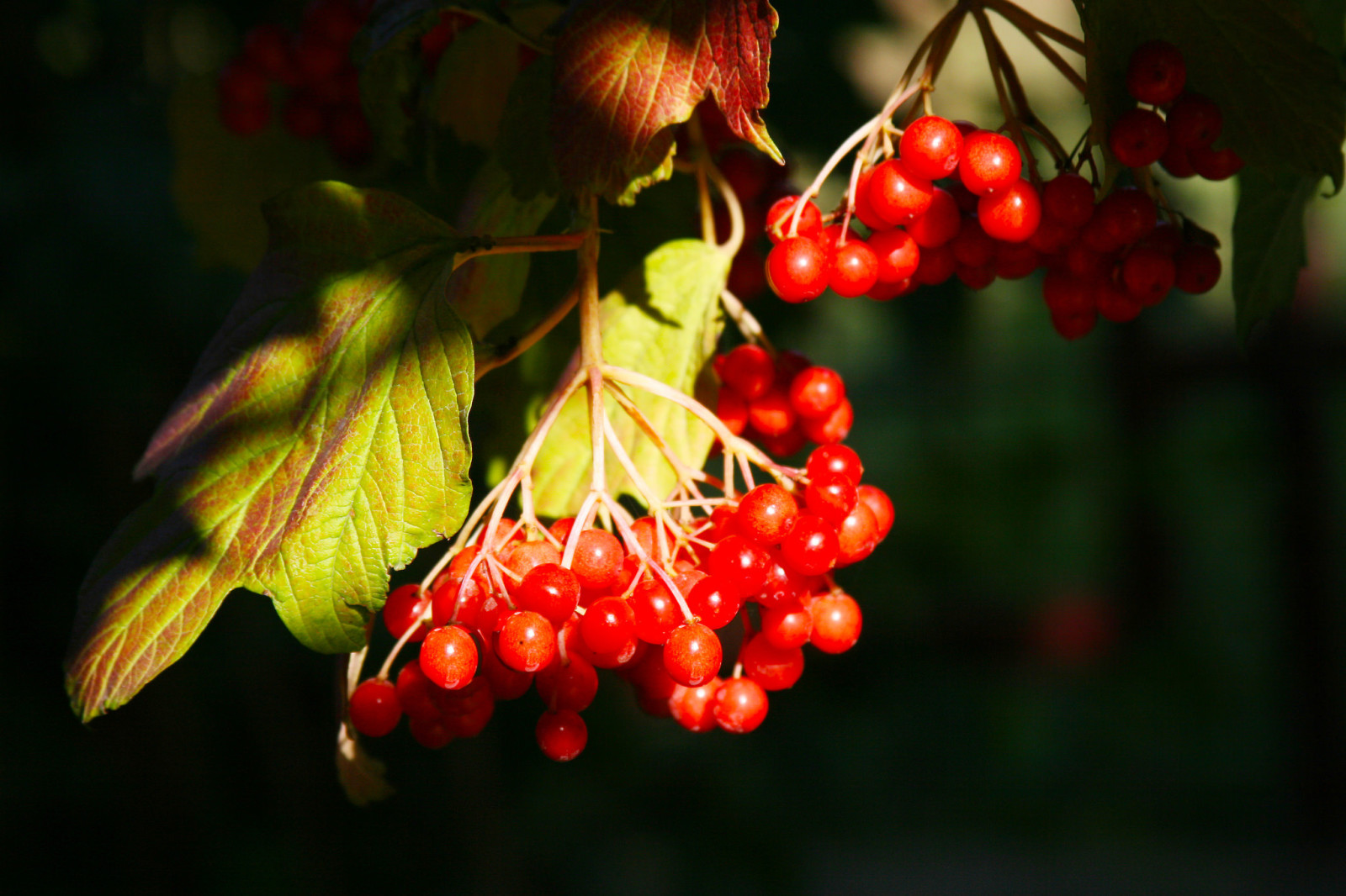 feuilles, baies, Kalina, bouquet