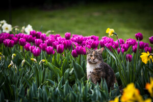 background, cat, look