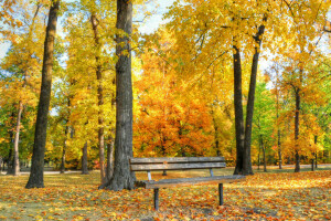 autunno, panchina, Parco, alberi