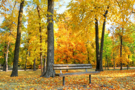 l'automne, banc, parc, des arbres