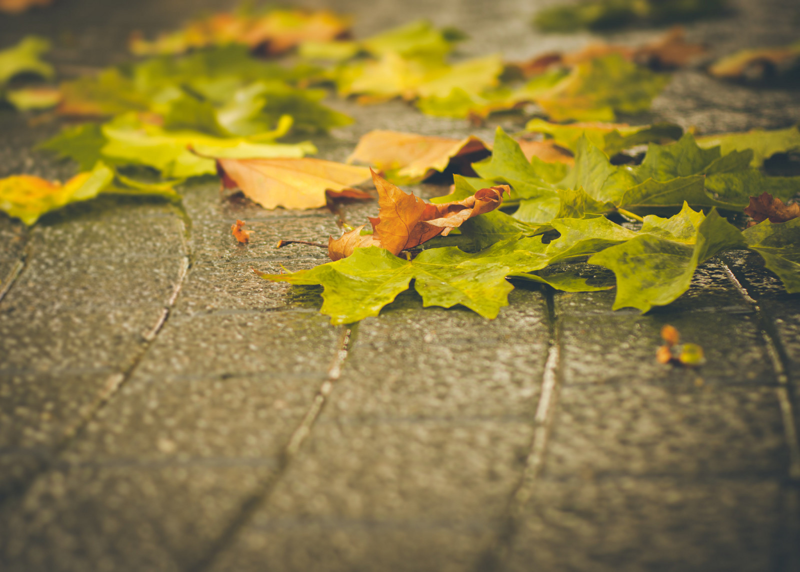 Herbst, Blätter, Ahorn