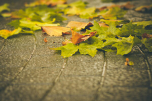 otoño, hojas, arce