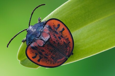 scarabée, insecte, macro, le coléoptère des feuilles