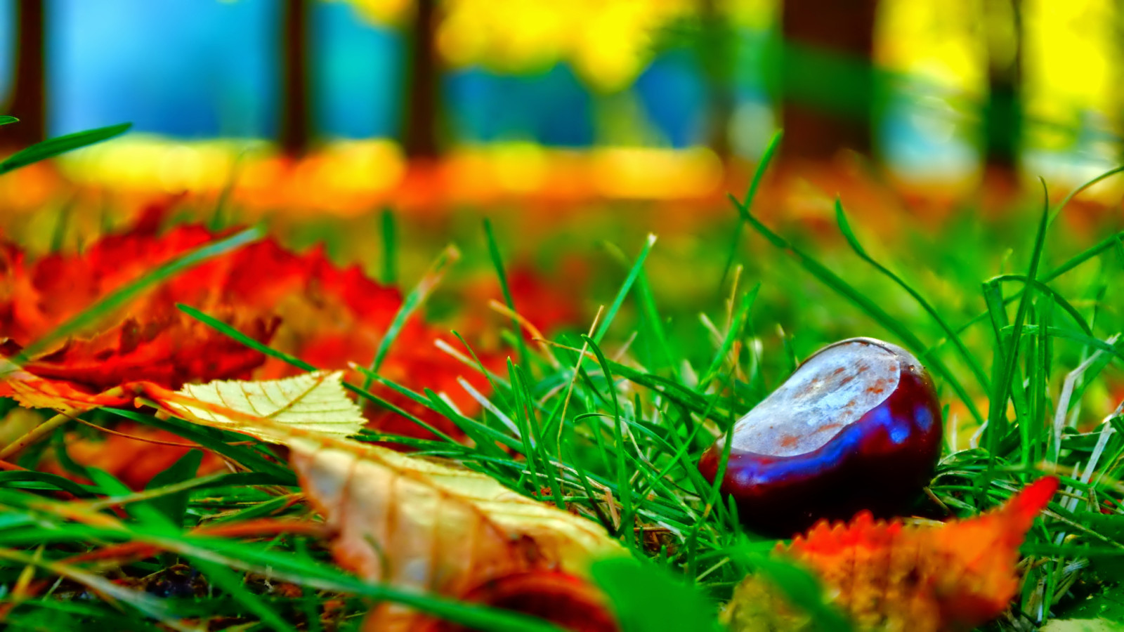 herfst, gras, macro, bladeren, kastanje