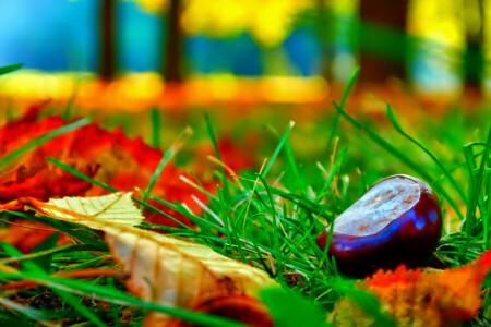 autumn, chestnut, grass, leaves, macro