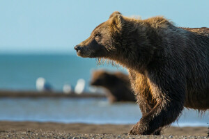 oso, río, los bruins