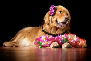 BELLEZZA, fiori, cane da riporto