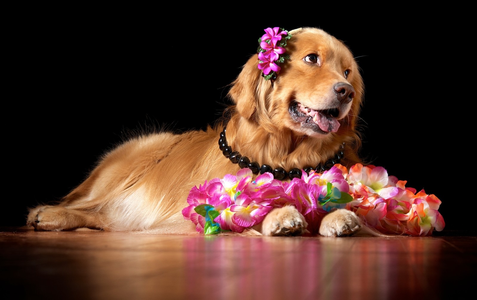 BELLEZZA, fiori, cane da riporto