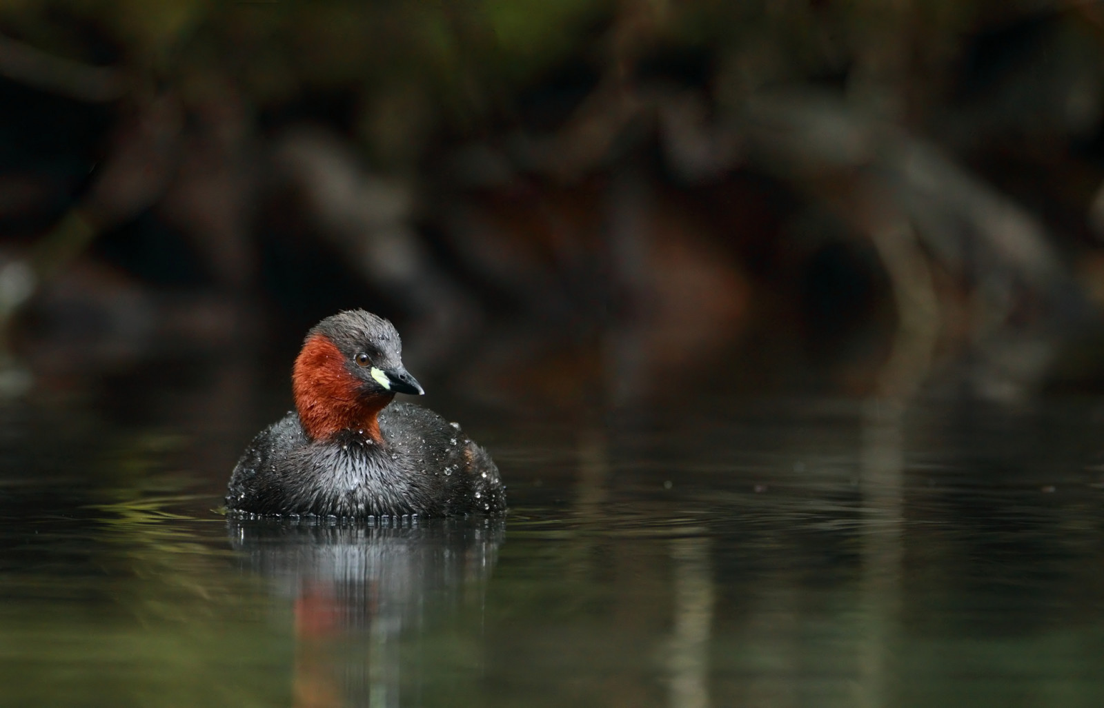 agua, pequeño, pájaro, estanque, Pato, seta venenosa