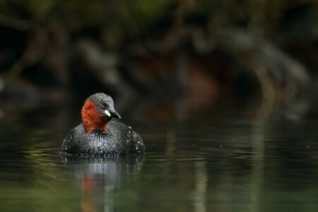 bird, duck, pond, small, toadstool, water