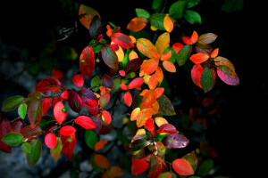 efterår, baggrund, grene, Busk, blade