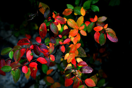 otoño, antecedentes, ramas, Arbusto, hojas