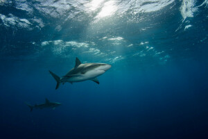 float, rays of light, sea, sharks, two, Under water