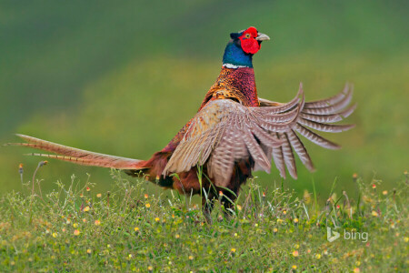 bird, feathers, Netherlands, pheasant, tail, Texel