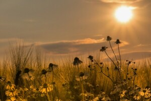 chamomile, field, sunset