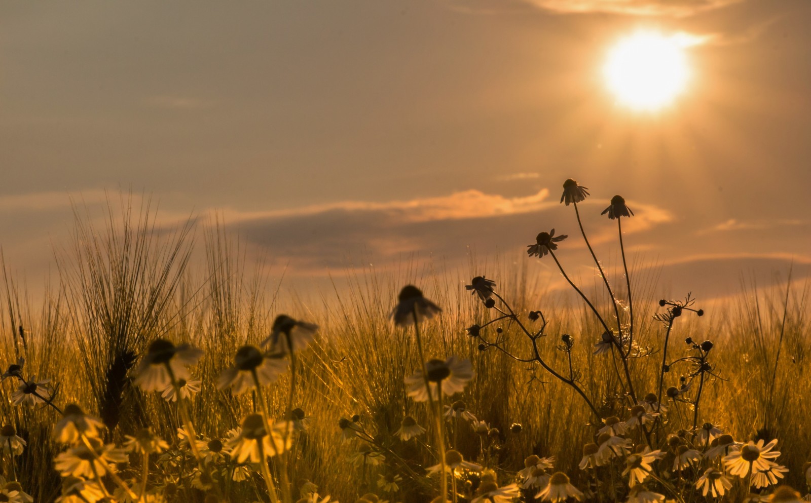 zonsondergang, veld-, kamille