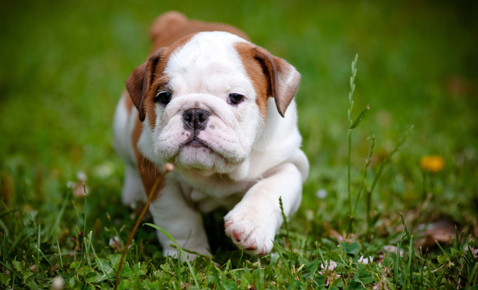 grass, nature, dog, puppy, Animal, bulldog, cute, flower