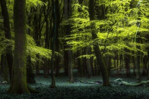 forêt, la nature, été