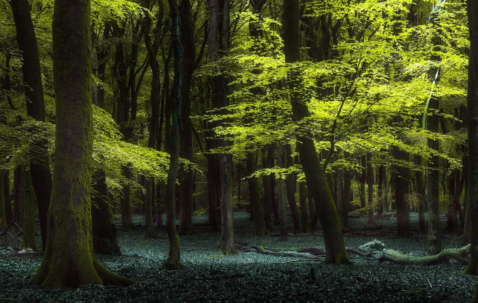 forêt, la nature, été