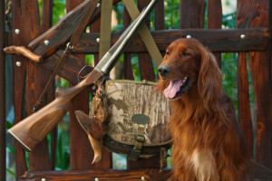 cartucce, Borsa, bokeh, Camuffare, cane, attrezzatura, a caccia, irlandesi