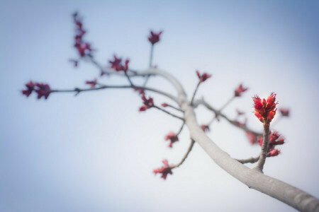 branch, Bud, nature, stem