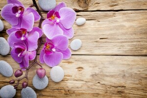 flowers, Orchid, pink, stones, wood