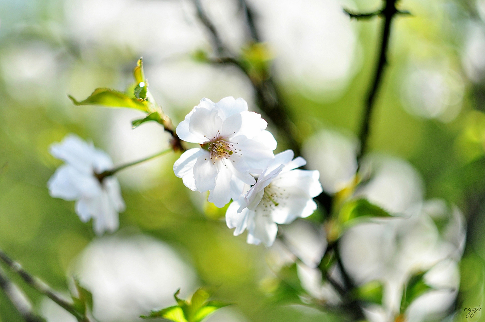 grenar, bakgrund, blommor, vår, vit, Körsbär