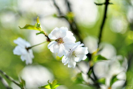 antecedentes, ramas, Cereza, flores, primavera, blanco