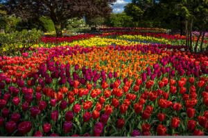 mini cuffie, colorato, fiori, Parco, alberi, tulipani