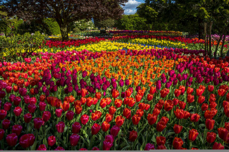 bourgeons, coloré, fleurs, parc, des arbres, tulipes