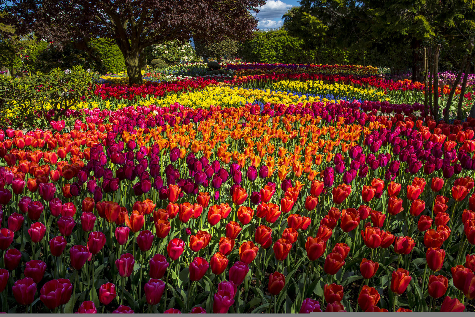 Parkere, træer, blomster, tulipaner, farverig, knopper