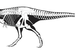 svart, dinosaurie, skelett, Tyrannosaurus, vit