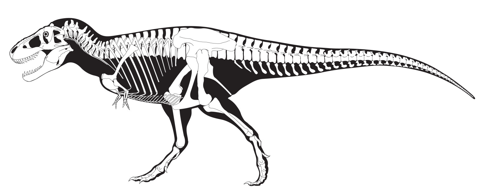 czarny, biały, szkielet, dinozaur, Tyranozaur