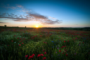 chamomile, field, flowers, Maki, space, sunset, the sky, the sun