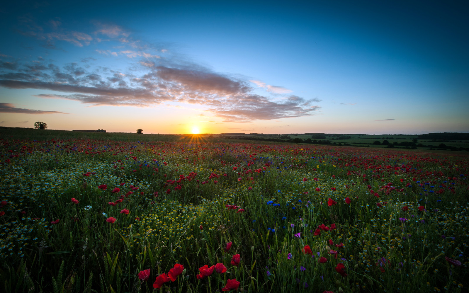 Le ciel, le coucher du soleil, champ, fleurs, le soleil, espace, Maki, camomille