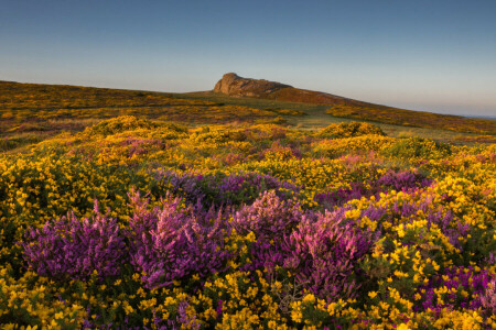 Inglaterra, flores, Relva, colinas, Moore