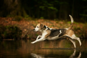 fundo, Beagle, cachorro