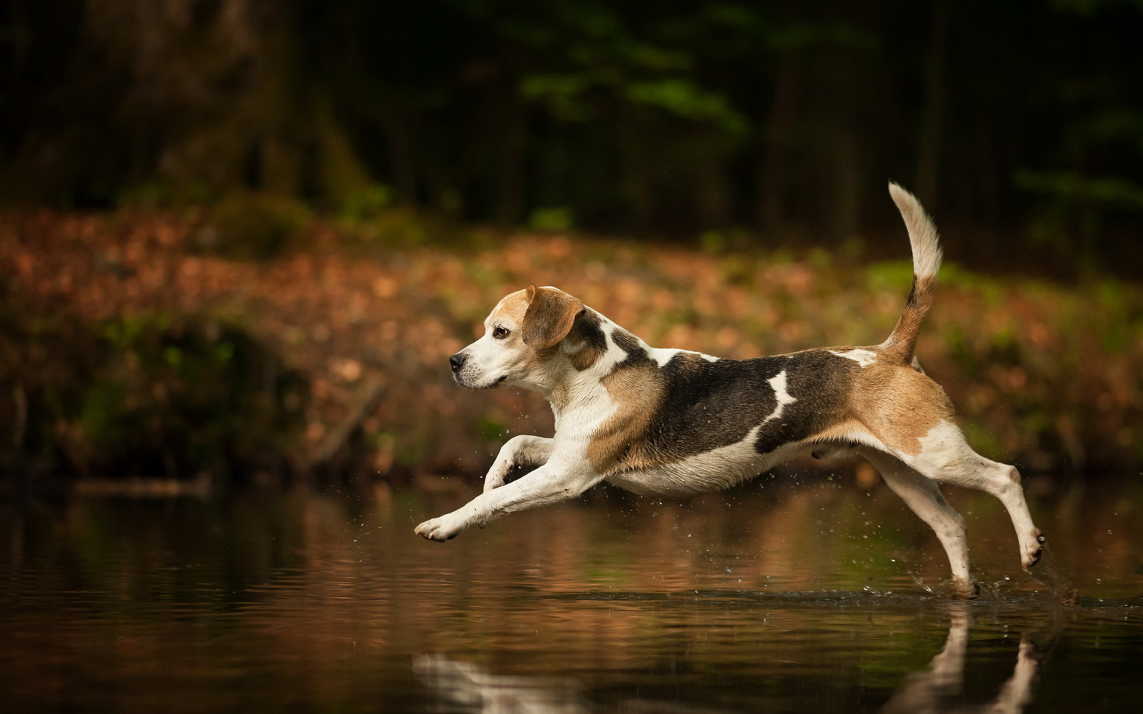 fundo, cachorro, Beagle