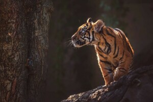 bark, cub, face, kitty, light, look, nature, paws