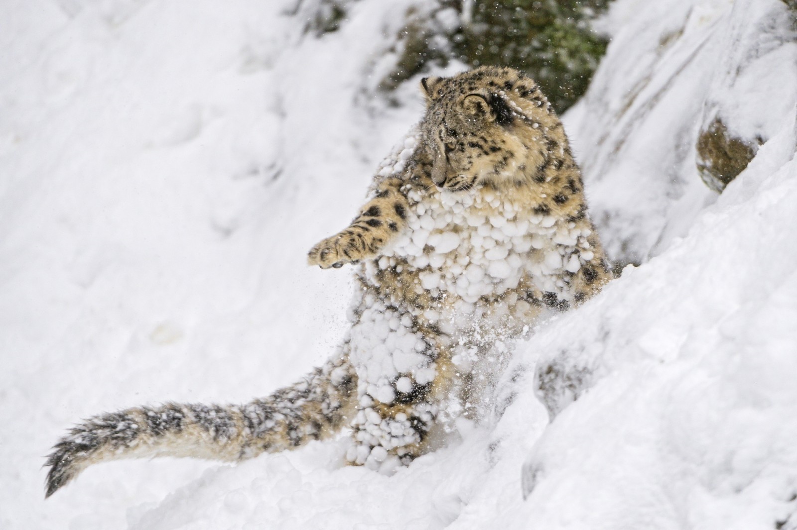 Schnee, Baby, das Spiel, Jungtier, Raubtier, Kitty, springen, wilde Katze