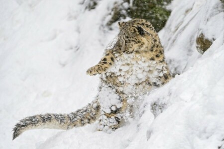 baby, cub, IRBIS, jump, kitty, predator, slope, snow