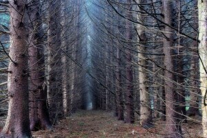 skog, natur, trær