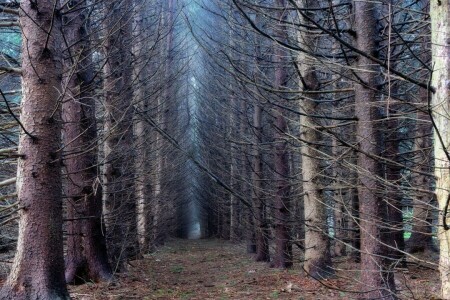 forest, nature, trees