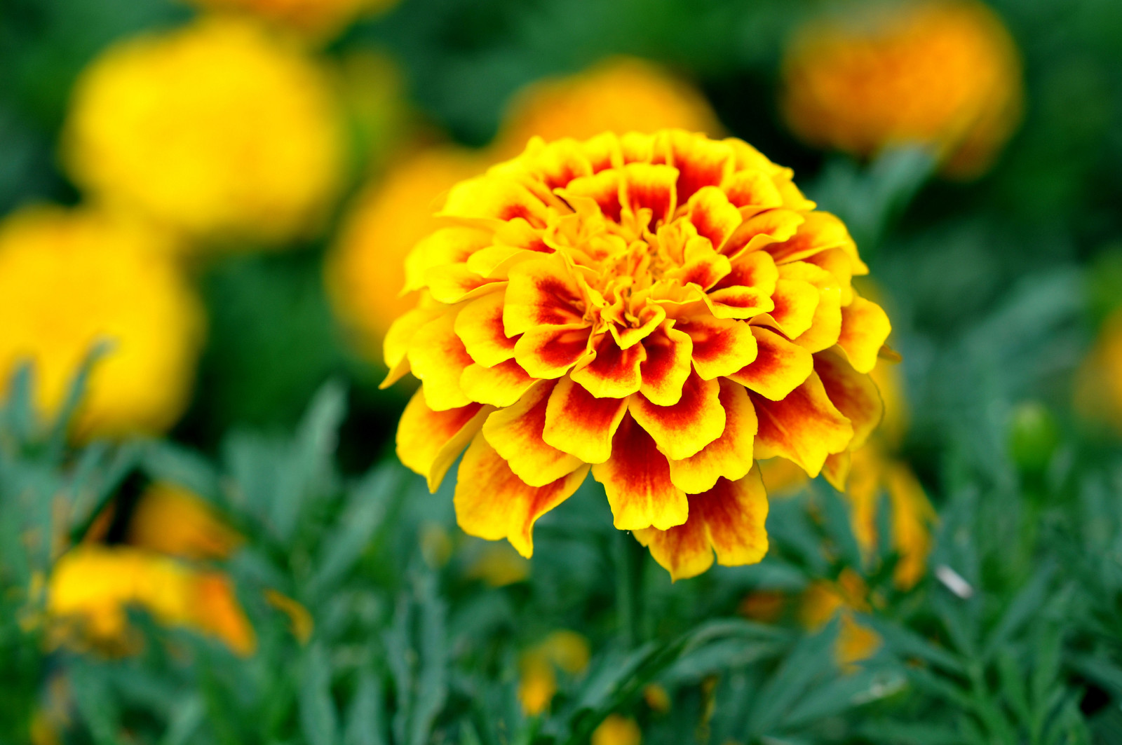 fleurs, feuilles, pétales, Jardin, parterre de fleurs