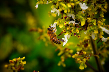 Abelha, coleta, flor, macro, néctar